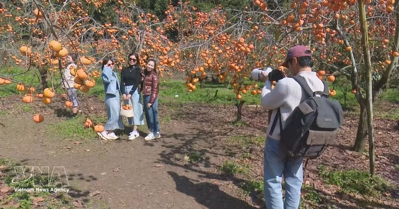 Turistas en Moc Chau, provincia de Son La. (Fuente: VNA)