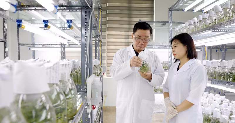 La empresa Thai Binh Seed aplica la ciencia y la tecnología para investigar y producir variedades de plantas de alto rendimiento y alta calidad. (Foto: VNA)