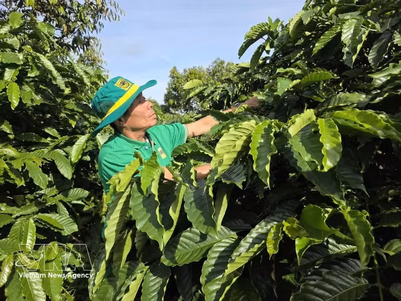 Las plantaciones de café que aplican modelos de cultivo inteligente en Gia Lai están mostrando resultados prometedores, aumentando la productividad y reduciendo los costos de inversión. (Foto: VNA)