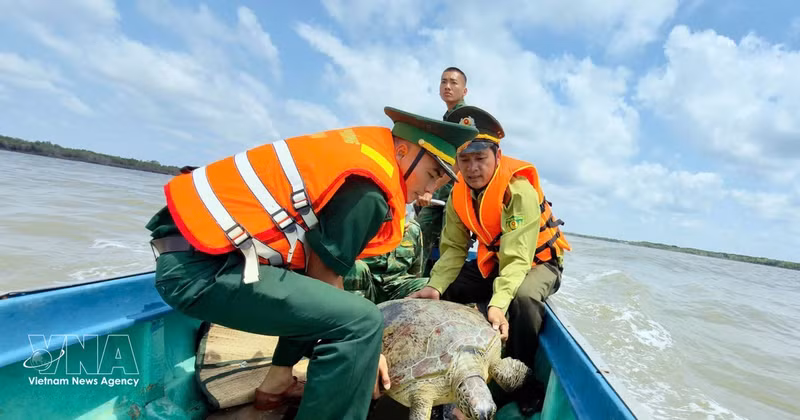 Liberan a la tortuga al mar. (Foto: VNA)