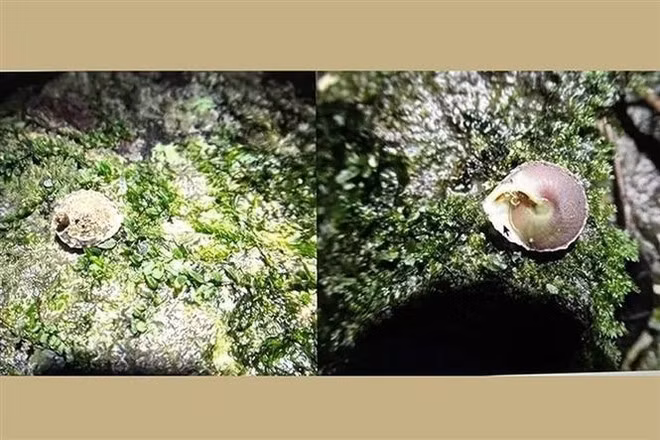 El caracol cónico “Oc non Son Doong” es la primera especie de gasterópodo terrestre registrada en Vietnam (Foto: VNA)