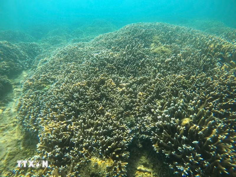 La situación del desarrollo de los corales en la Bahía de Nha Trang tiene muchos signos positivos (Fuente: VNA)