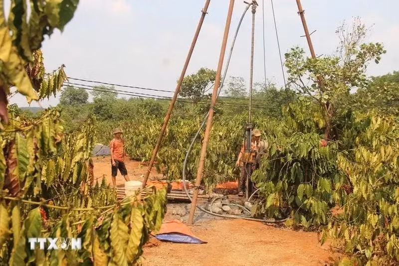 Los habitantes del distrito fronterizo de Duc Co perforan pozos para salvar la zona cafetera que sufre la sequía. (Foto: VNA)