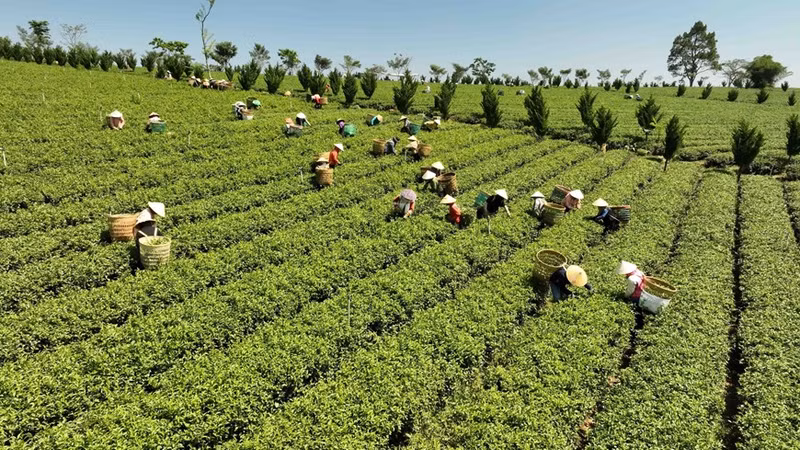 La empresa Gia Dat Viet (comuna de Loc Quang, distrito de Bao Loc) tiene 350 hectáreas de producción de té orgánico, con un rendimiento de casi cuatro toneladas/ha/cosecha (6 veces/año). Foto: Vu Sinh - VNA