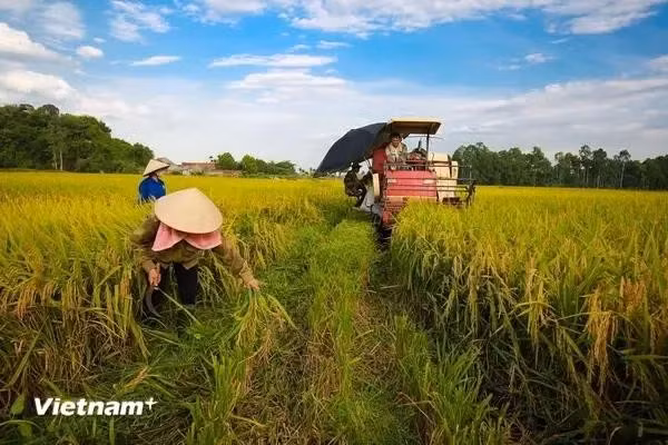 Foto ilustrativa (Fuente: Vietnamplus)