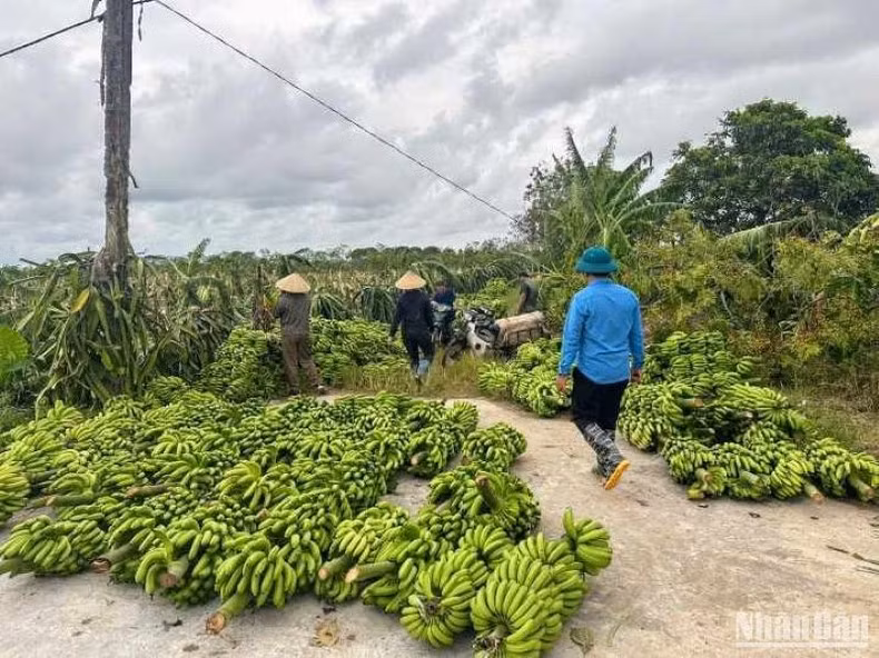 Una vasta zona de cultivo de plátano fue afectada por la tormenta Yagi.