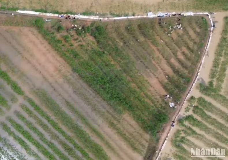 El dique se construye en un día para defender la zona de cultivo en la comuna de Hong Phong.