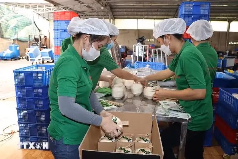 Envasado de coco fresco para exportación en la compañía Mekong Fruit, comuna de Huu Dinh, distrito de Chau Thanh, provincia de Ben Tre. (Fuente: VNA)