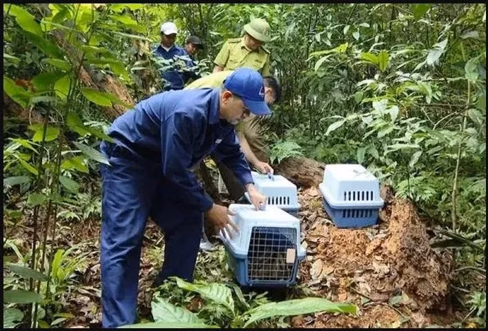 Liberados más de 20 animales salvajes raros (Foto VNA)