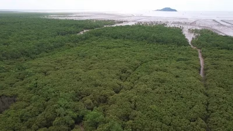 Vietnam por desarrollar bosques. (Fuente: Vietnamplus)