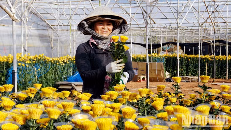 Temporada de cosecha de flores en la aldea de Thai Phien, en la ciudad de Da Lat.