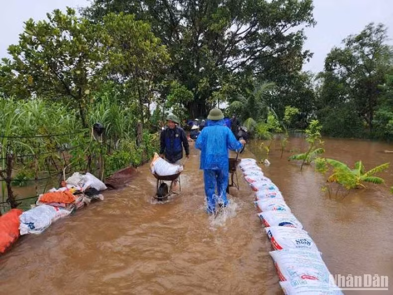 El ejército y el pueblo del distrito de Vu Thu se esfuerzan por evitar las inundaciones en 75 hectáreas de arroz y cultivos.