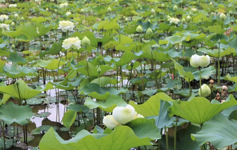 En los últimos años, el área de cultivo de flores de loto en la comuna de Kim Lien se ha ampliado. Las flores de loto embellecen el paisaje y también son una fuente de ingresos estable para la gente. En los últimos años, el área de cultivo de flores de loto en la comuna de Kim Lien se ha ampliado. Las flores de loto embellecen el paisaje y también son una fuente de ingresos estable para la gente.