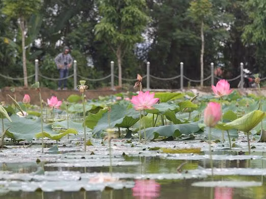 Las flores de loto se han convertido en un símbolo de la aldea Sen, que refleja la convergencia del cielo y la tierra, creando una belleza seductora. Las flores de loto se han convertido en un símbolo de la aldea Sen, que refleja la convergencia del cielo y la tierra, creando una belleza seductora.