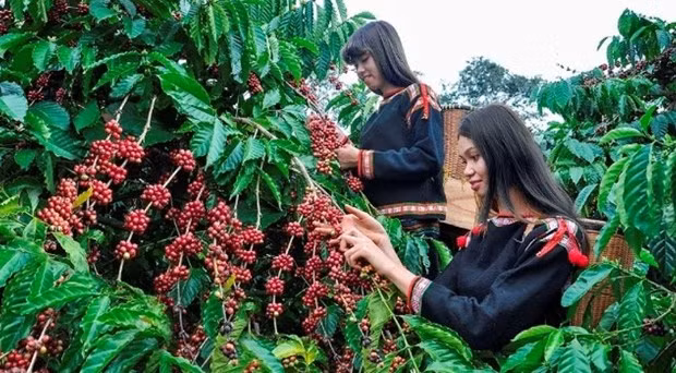 Vietnam busca garantizar producción de café sin provocar deforestación