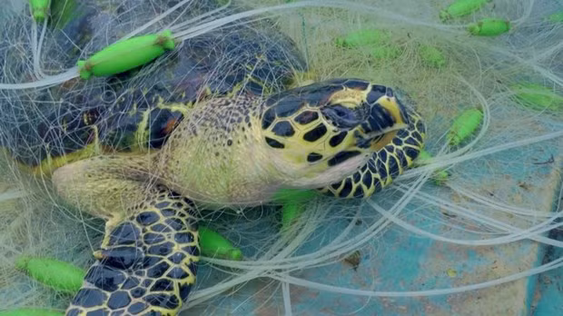 La película comienza con la imagen de una tortuga enredada en una red (Foto: ENV)
