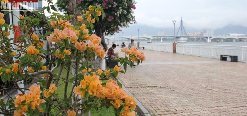 Las buganvillas se cultivan al oeste del río Han y a lo largo de la calle Bach Dang, dos lugares que los turistas deben visitar al llegar a Da Nang en los días veraniegos.