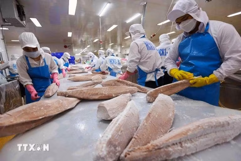 Procesamiento del atún para la exportación (Foto: VNA) 