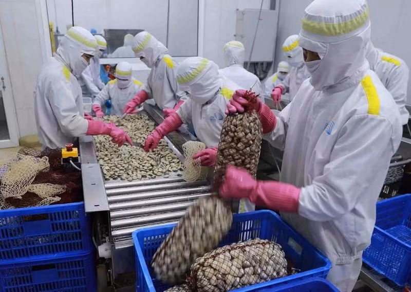 Exportaciones de moluscos de Vietnam a China experimentan crecimiento exponencial en primer trimestre de 2025