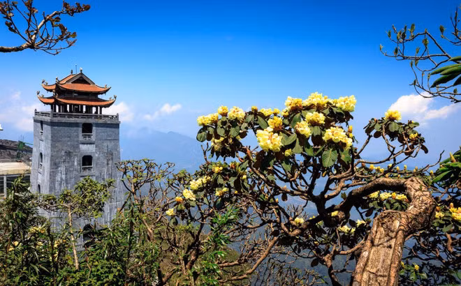 Fansipan, fascinante destino para observar las azaleas desde el punto más alto de Vietnam. Fansipan, fascinante destino para observar las azaleas desde el punto más alto de Vietnam.