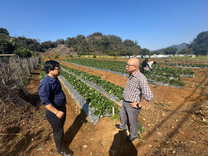 El reportero del periódico Nhan Dan visita un jardín de fresas orgánicas. (Foto: Loc Hang)