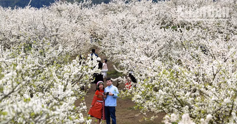 Flores del ciruelo tiñen de blanco la tierra de Moc Chau 