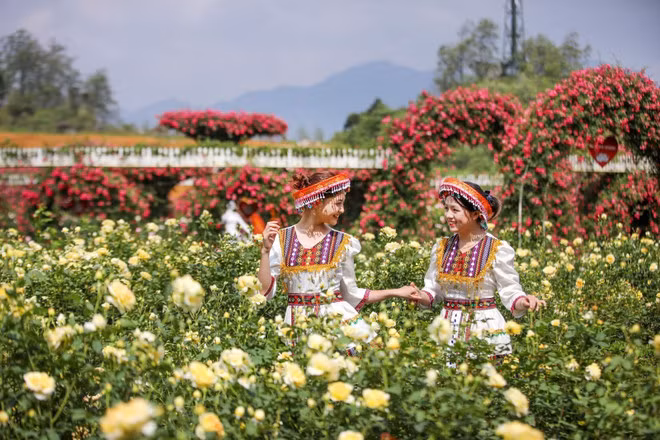 Fansipan, fascinante destino para observar las azaleas desde el punto más alto de Vietnam ảnh 1 Fansipan, fascinante destino para observar las azaleas desde el punto más alto de Vietnam ảnh 1