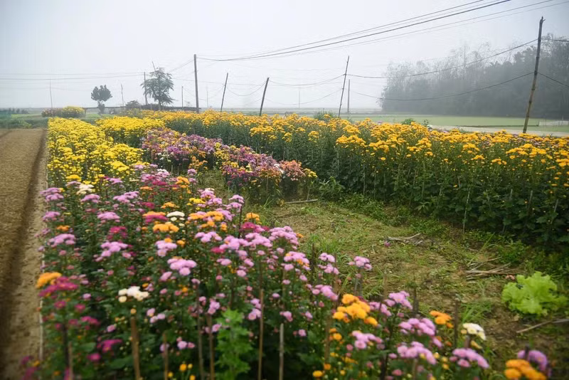 Aunque se cultivan flores todo el año, la temporada más hermosa es la del Año Nuevo Lunar (Tet). La mayoría de la gente tiene huertos de flores. Aunque se cultivan flores todo el año, la temporada más hermosa es la del Año Nuevo Lunar (Tet). La mayoría de la gente tiene huertos de flores.