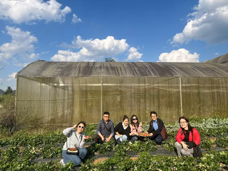 El grupo de reporteros del periódico Nhan Dan experimentan la recogida de fresas. (Foto: Loc Hang)