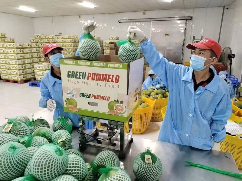 Perspectivas de crecimiento para exportaciones agrícolas de Vietnam en 2025