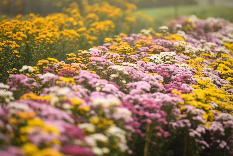 La aldea de flores de Phu Mau es más hermosa en diciembre del calendario lunar, cuando la atmósfera primaveral impregna cada rincón de la aldea. La aldea de flores de Phu Mau es más hermosa en diciembre del calendario lunar, cuando la atmósfera primaveral impregna cada rincón de la aldea.