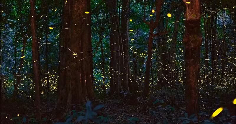 El bosque de luciérnagas. (Fotografía: thanhnien.vn)