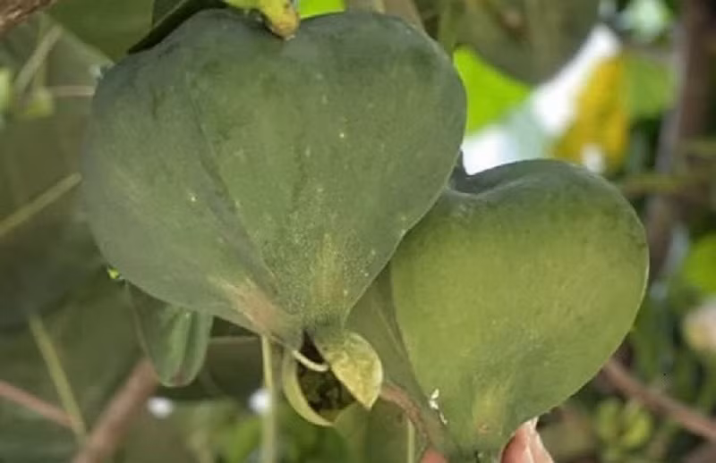 Los frutos de barringtonia asiática se ven como únicas linternas.