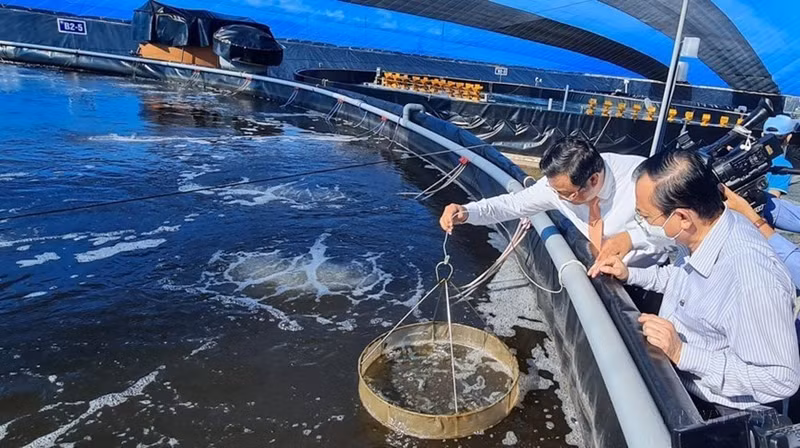 Modelo de cría de camarones de alta tecnología vinculado a la protección ambiental en el Área de Agricultura de Alta Tecnología de la provincia de Bac Lieu. (Fotografía: VNA)