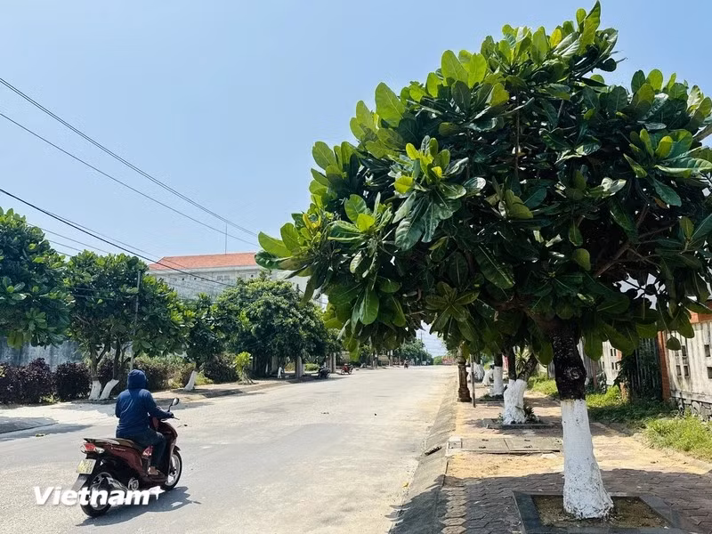 Al visitar la isla Ly Son, provincia central de Quang Ngai, los visitantes pueden admirar miles de árboles de barringtonia asiática con gran vitalidad, superando las tormentas para permanecer firmemente en la isla de avanzada de la Patria.