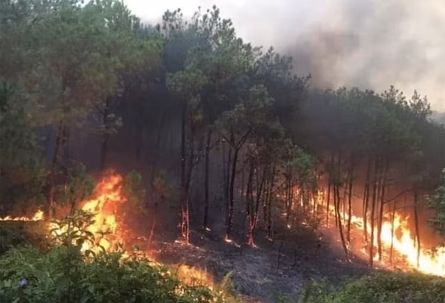 Incendio en un bosque en la provincia de Nghe An. (Fotografía: baochinhphu.vn)