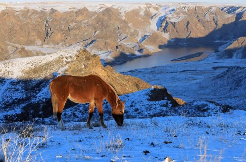 Un caballo en la estepa cerca del río Ili (Kazajstán).