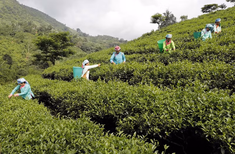 La familia de Phan Thi Vui, de la etnia minoritaria Giay, en la aldea de Dong Cam, en la comuna de Lung Vai, en el distrito de Muong Khuong, de la provincia norteña de Lao Cai, pidió un préstamo para cultivar dos hectáreas de té y, de esa manera, consiguió aumentar sus ingresos. La familia de Phan Thi Vui, de la etnia minoritaria Giay, en la aldea de Dong Cam, en la comuna de Lung Vai, en el distrito de Muong Khuong, de la provincia norteña de Lao Cai, pidió un préstamo para cultivar dos hectáreas de té y, de esa manera, consiguió aumentar sus ingresos.