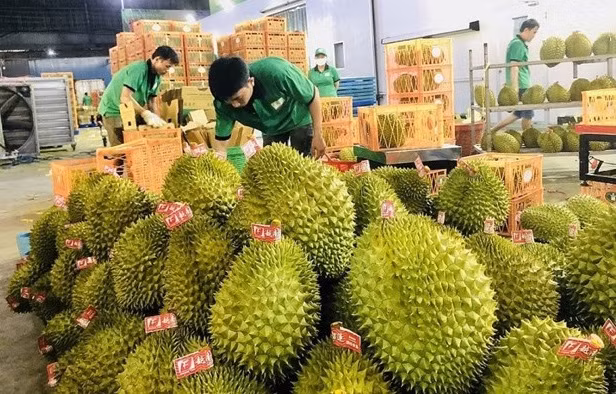 Exportación de durián a China. (Fotografía: VNA)