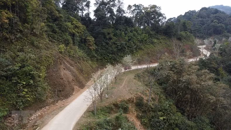 La Organización de Récord de Vietnam reconoció este destino como la calle de flores de pera más larga del país.