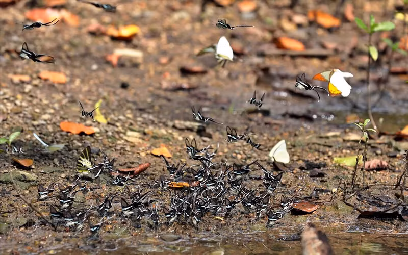 Cada año, alrededor de octubre, los visitantes encontrarán muchas mariposas hermosas y coloridas. Cada año, alrededor de octubre, los visitantes encontrarán muchas mariposas hermosas y coloridas.