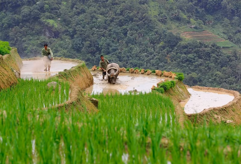 Cuando el agua llena los campos, también es el momento en que la gente ara la tierra y planta arroz. Cuando el agua llena los campos, también es el momento en que la gente ara la tierra y planta arroz.