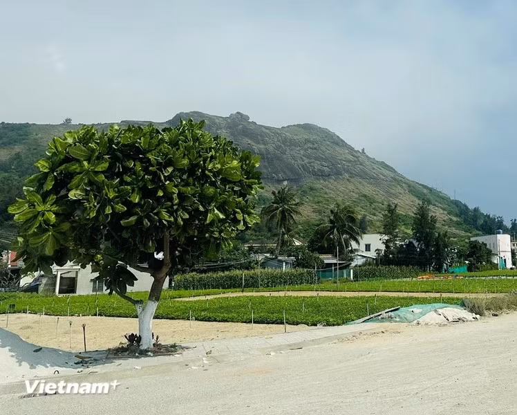 Después de casi 10 años, en esta zona insular se han plantado y cultivado exuberantemente más de tres mil de barringtonia asiática.