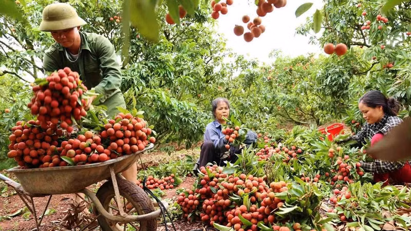 Cosecha de lichis en la provincia de Bac Giang. (Fotografía: VNA)