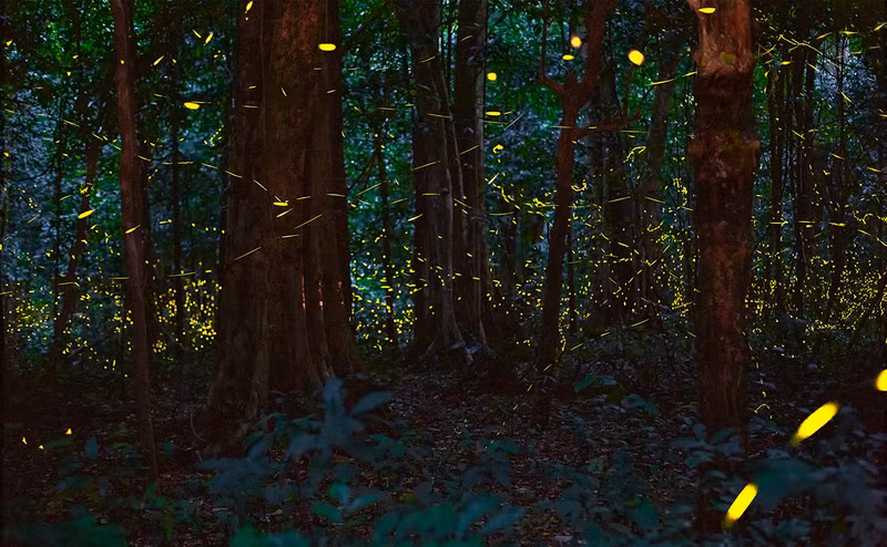 Foto de ilustración. (Fotografía: Parque Nacional de Cuc Phuong)