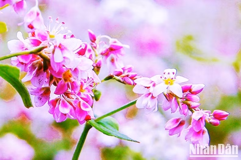 Las flores violetas del alforfón.