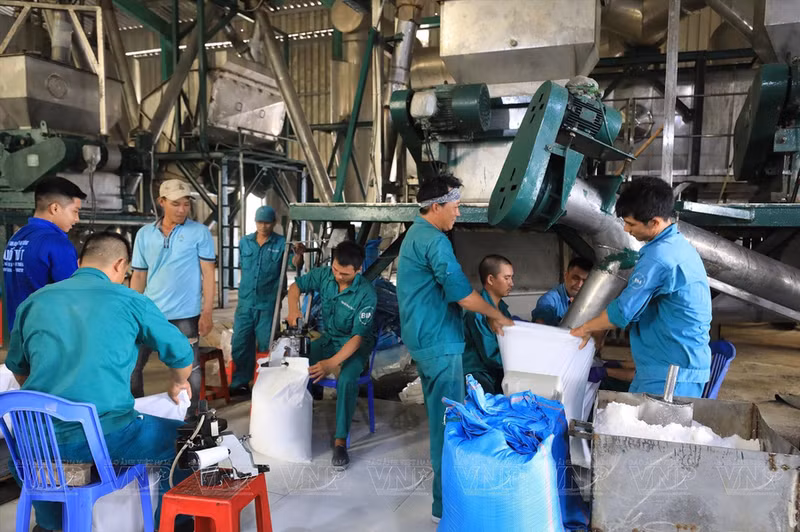 Trabajadores se encuentran en el proceso de envasar sal en sacos para venderla en el mercado.
