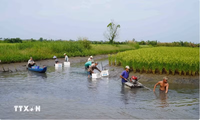En la provincia de Kien Giang. (Fotografía: VNA)