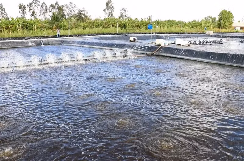Ca Mau se centra en replanificar las zonas agrícolas, aplicando al mismo tiempo métodos de cultivo modernos y sostenibles contra los impactos del cambio climático. (Fotografía: VNA)