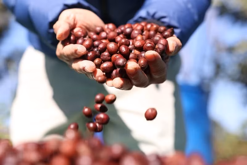 Precio del café vietnamita registra récord. (Fotografía: VNA) 